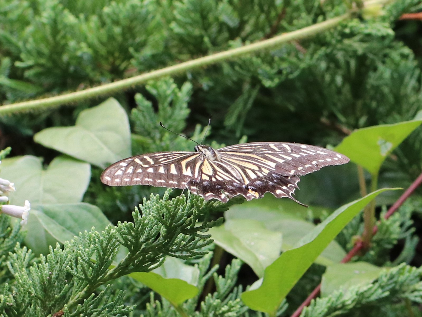 アゲハチョウ